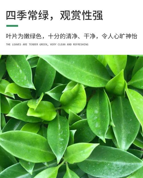 非洲茉莉（放置位置、养护技巧、以及它带来的美丽与清新）