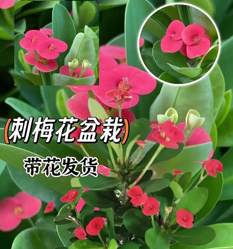 夏季虎刺梅浇水注意事项（虎刺梅夏季养护技巧分享，从浇水开始）