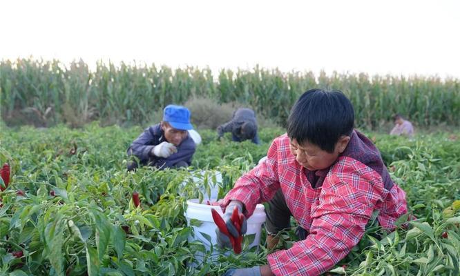 黑辣椒成熟的时间（了解黑辣椒成熟的标志和收获时间）