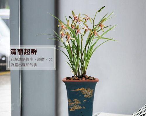 四季养花，水不同步（米兰花如何掌握不同季节的浇水时间？）