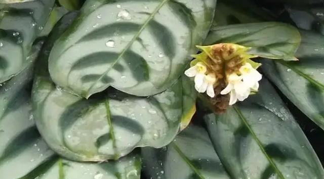如何科学浇水孔雀竹芋（孔雀竹芋的浇水要点和注意事项）