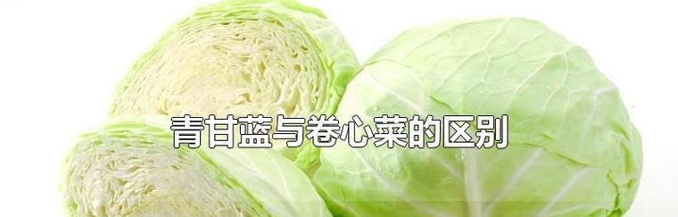 卷心菜的生长周期及（掌握卷心菜生长周期，提高种植效率）