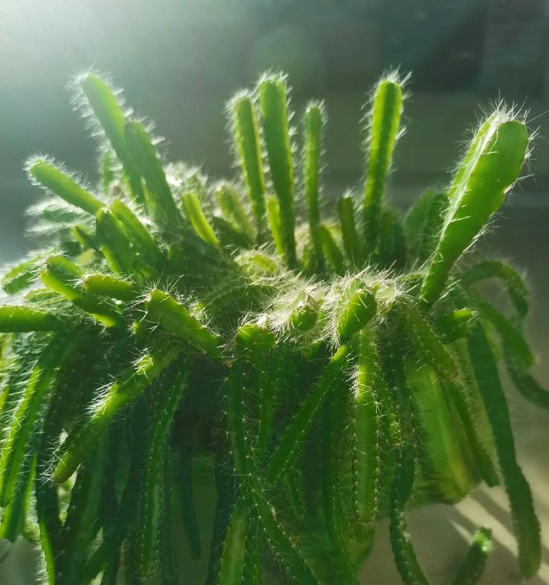 火龙果开花结果时间解析（了解火龙果的开花季节和成熟时间）