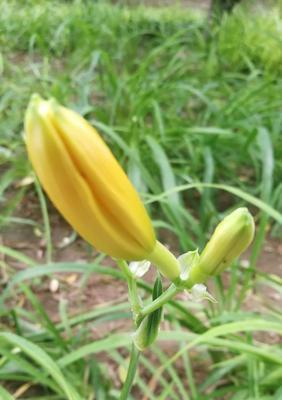 了解黄花菜，健康生活从餐桌开始（营养丰富的黄花菜，又称为什么菜？）