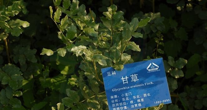 寻找甘草的踪迹，了解它的生存状况（寻找甘草的踪迹，了解它的生存状况）