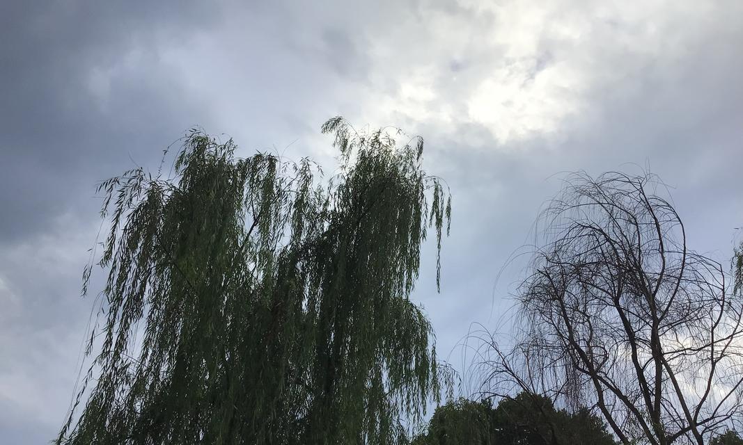 在家中种柳树的方法和技巧（让家里多一份生机，种一棵美丽的柳树）