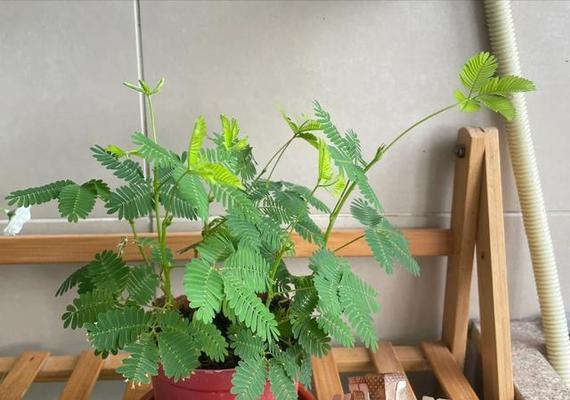 含羞草的室内养护（含羞草的养殖方法及注意事项）