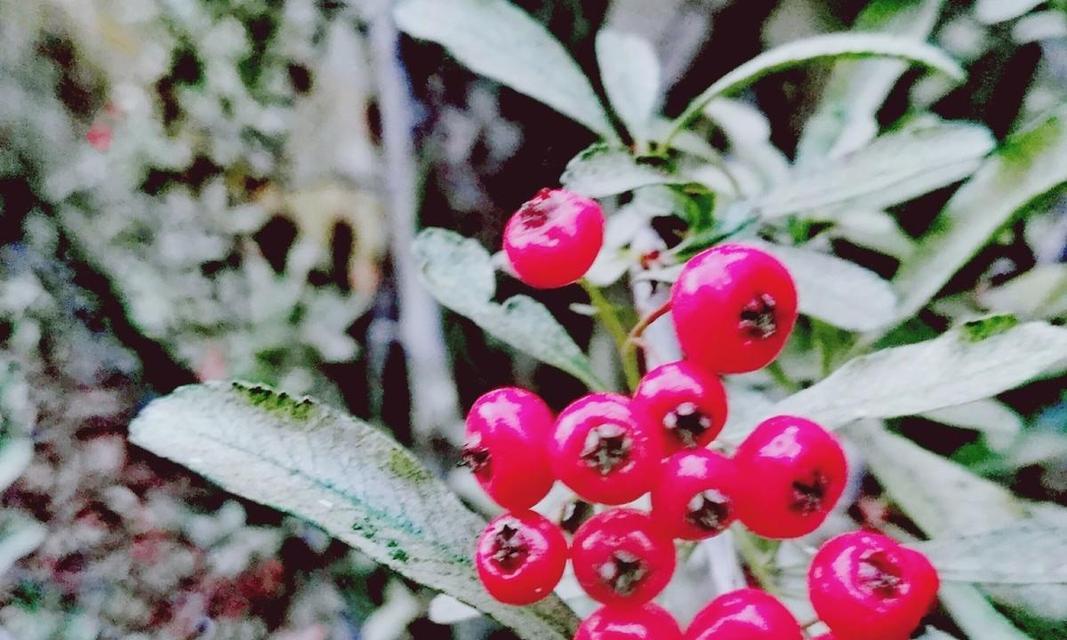 火棘几年结果实种植多久能结果（探讨火棘果树的成长规律及果实成熟期）