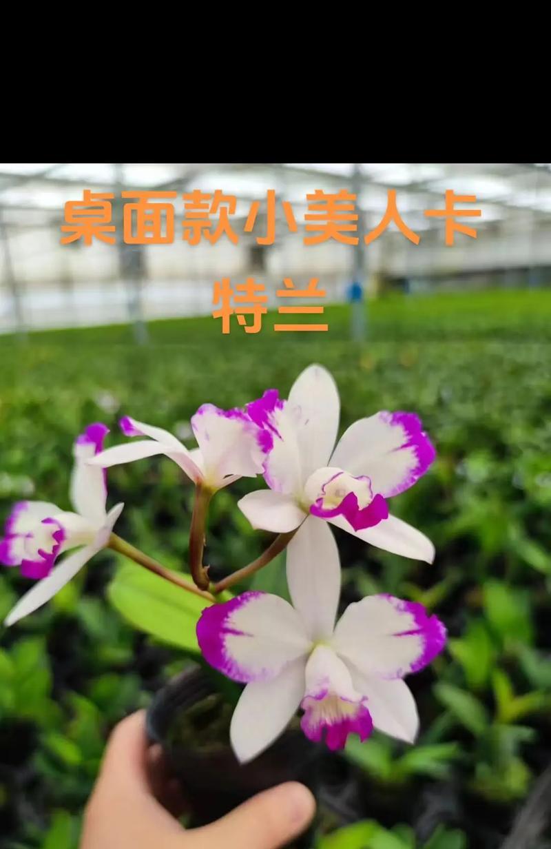 卡特兰花开的时候，如何欣赏？（探究卡特兰的花期、鉴赏技巧和养护方法）
