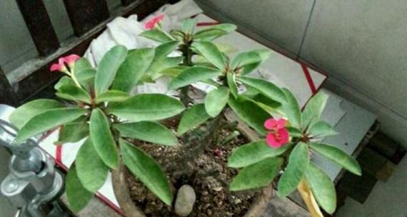 夏季虎刺梅浇水注意事项（虎刺梅夏季浇水频率及注意事项）