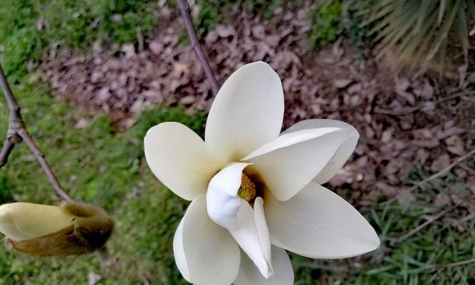 白玉兰根系的发育与特点（探究白玉兰根系的构成、生长和作用）