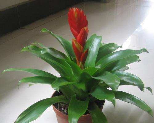 卡丽花的养护技巧（从种植到细节，打造长长的卡丽花花期）
