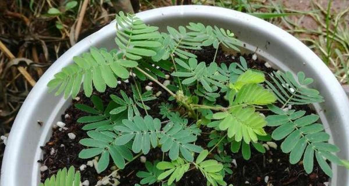 含羞草的种子是否存在？（种子存在性解析及其繁殖方式探究）