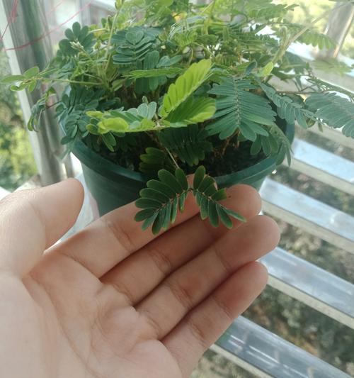 含羞草的室内养护方法（让你的房间里也能有美丽的含羞草）