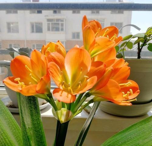 君子兰开花后的护理方法（从肥料到修剪，你需要知道的各种护理技巧）