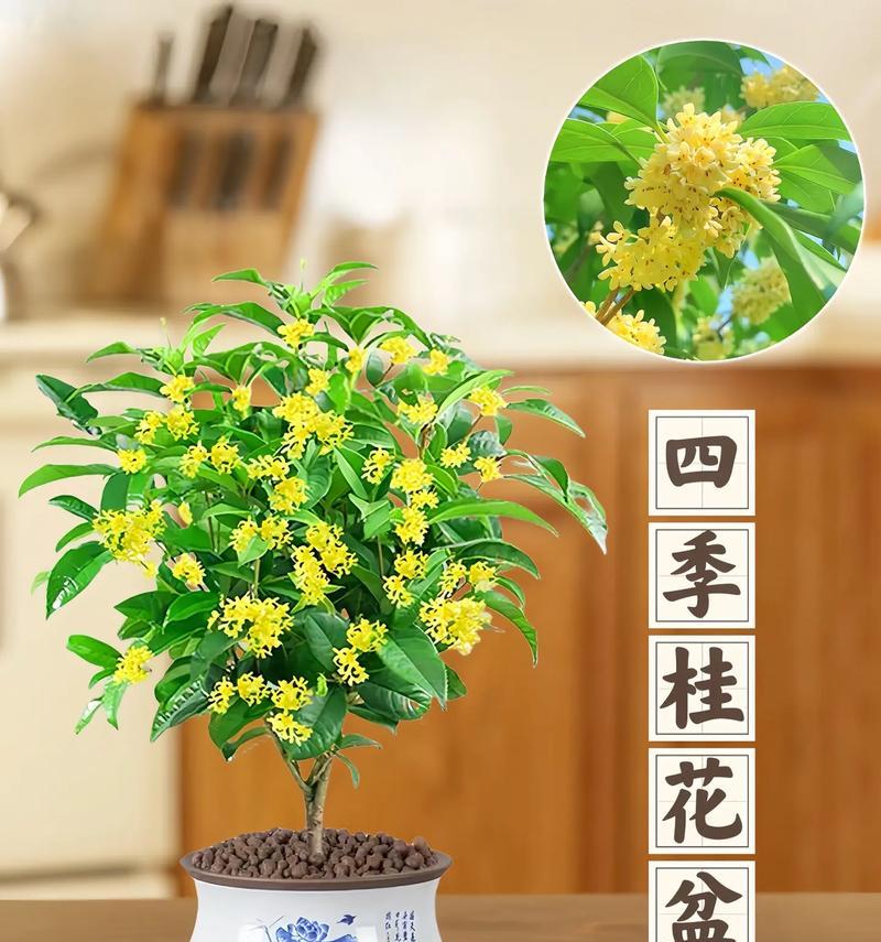 桂花开花季节与开放时间解析（探讨桂花花期特点及开花时间规律）
