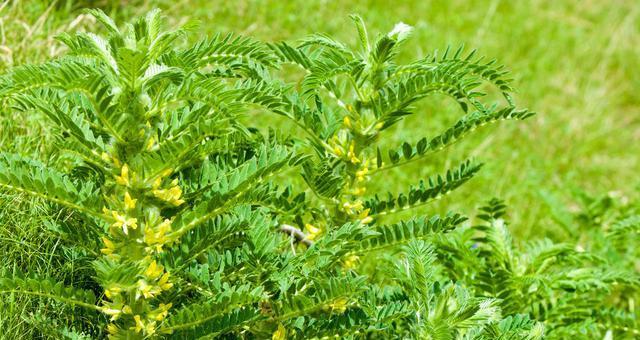 黄芪到底是不是草本植物？（揭秘黄芪的真正身份，药用价值及使用方法）