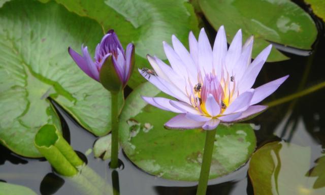 金链花——南非的国花（探寻金链花的美丽和象征意义）