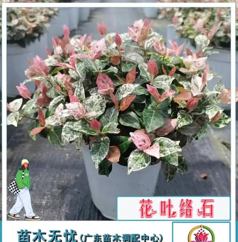 花叶络石水培养护全攻略（水养花叶络石的好处及注意事项）