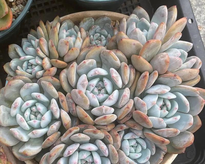 橙梦露的完美养护指南（从营养到环境，全面提升植株状态）