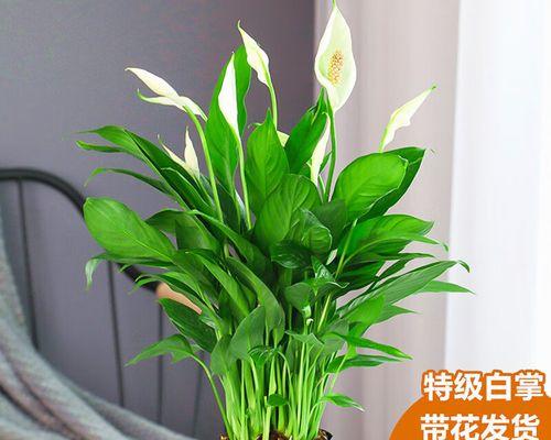 白掌浇水大全，四季细节不得忽视（春夏秋冬一年四季，让你的白掌健康成长）