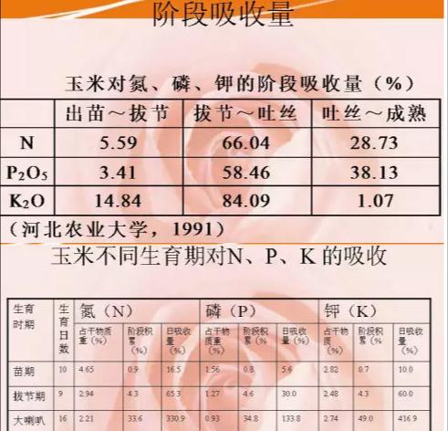 探秘玉米的生长之道（玉米的生长习性、适宜环境和栽培技巧）