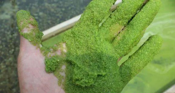 探究浮萍的生态特征与分类（浮萍的形态特征、生境分布及分类鉴定）