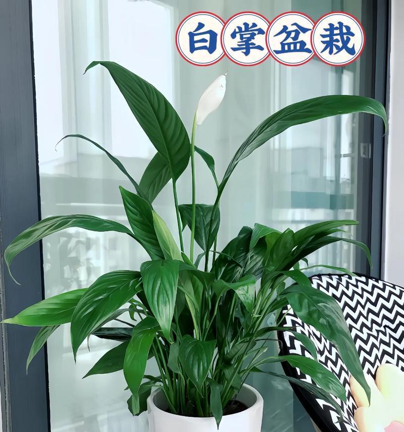 一帆风顺花能否放在卧室？（这种植物有哪些特点和禁忌？）
