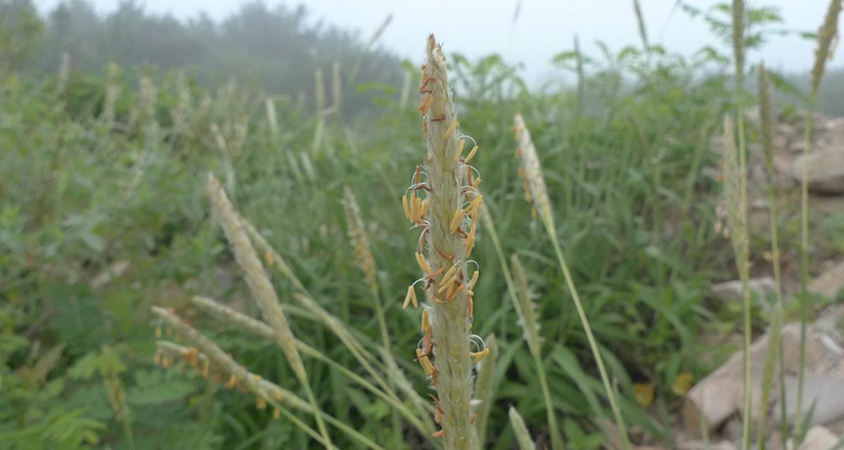 长毛草的品种和特点（从草本植物到绿色食品）