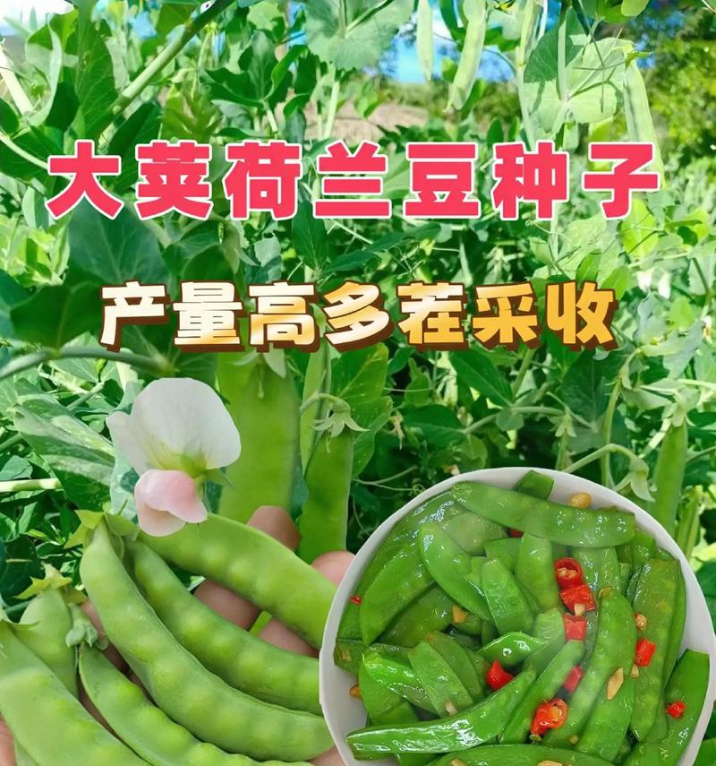 荷兰豆种植时间与生长周期（种植方法、生长条件、收获时间）
