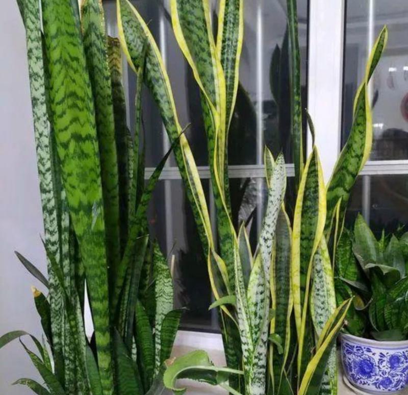 虎尾兰的寓意与象征风水（探究虎尾兰在文化与风水中的重要性）