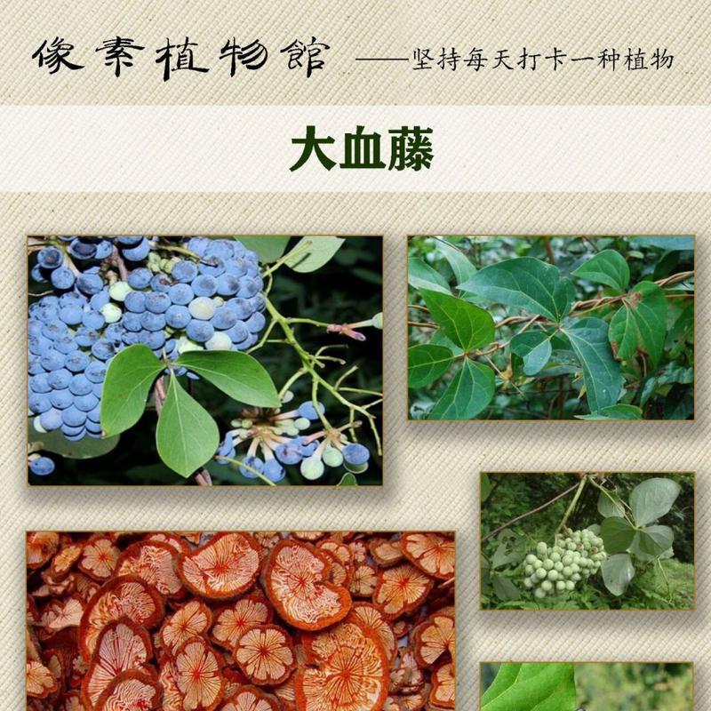 鸡血藤的性质究竟是热还是凉？（揭秘鸡血藤的属性特点及应用价值）