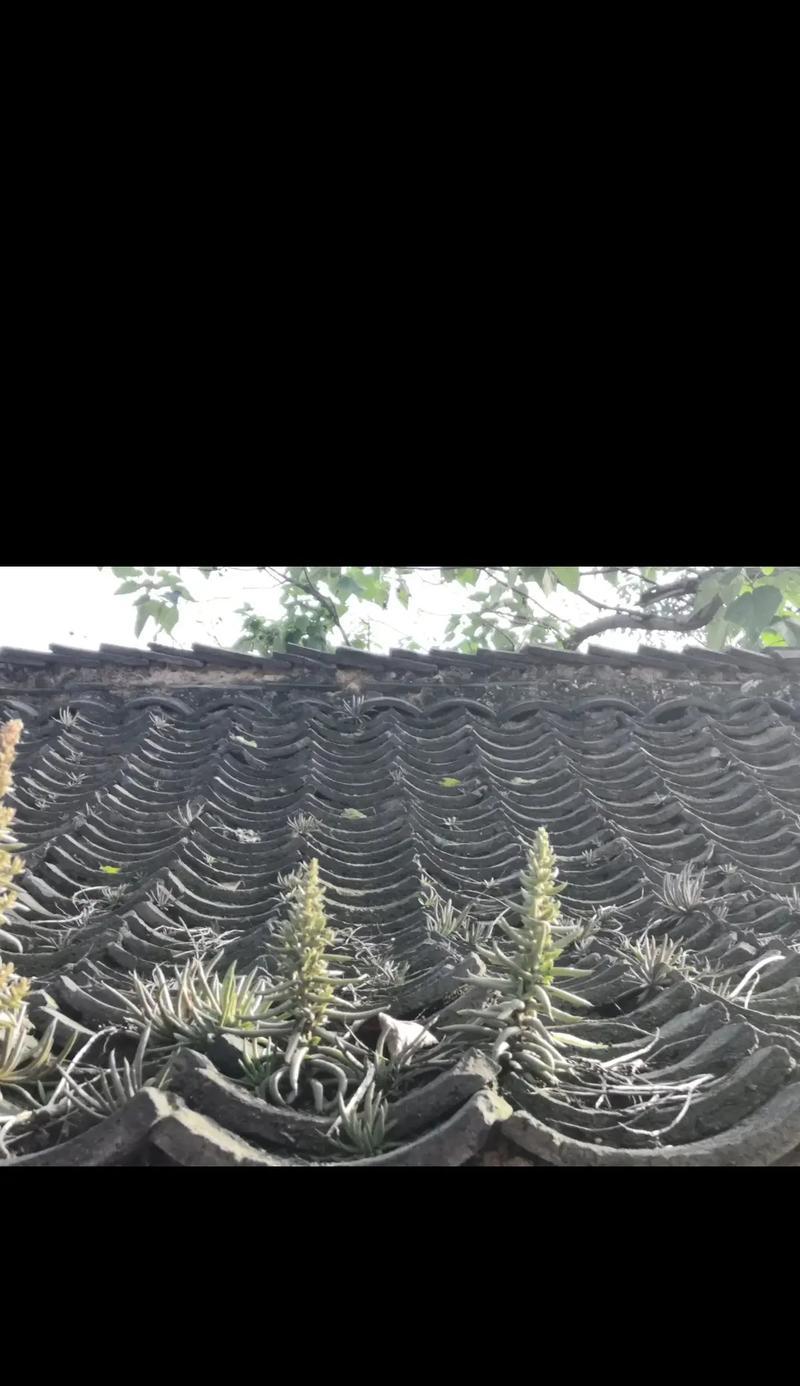 瓦松的神奇作用，你知道吗？（探秘瓦松的功效及食用方法，了解一下吧！）
