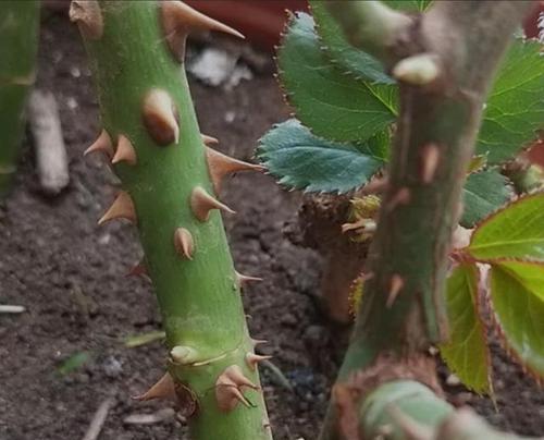 玫瑰花的根系结构与特点（探究玫瑰花的根系形态及其生长习性）