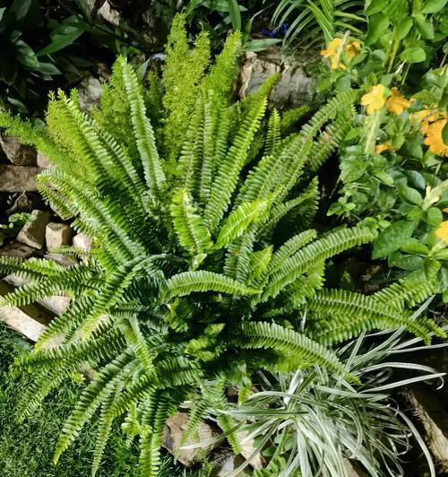 探秘肾蕨属植物的生态学特征（以鲁迅公园为例，深入了解肾蕨属植物的繁衍与生长）