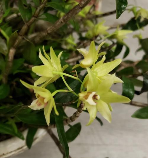 檀香石斛的开花时间（探究檀香石斛的开花规律）