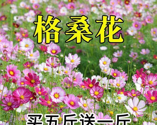 格桑花种植与生长周期（如何掌握格桑花的最佳种植时间与生长周期？）
