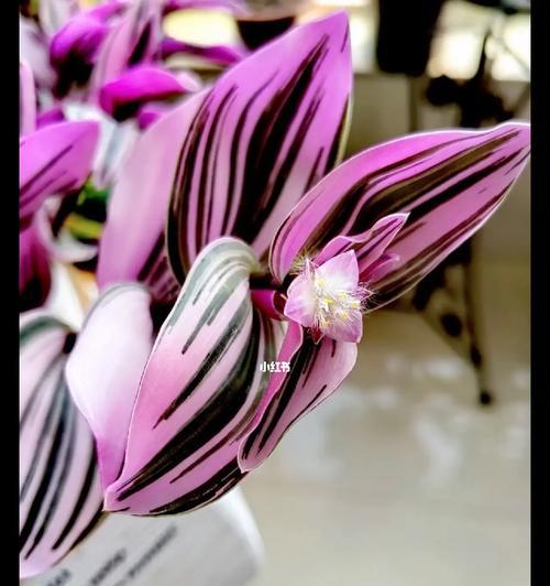 吊兰开花时间的研究（多久才开花一次？——关于吊兰生长与开花的知识全面解析）