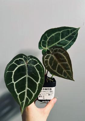 红掌种子的最佳种植时间（为您详解红掌种子的最佳种植时期，让您的红掌茂盛生长）