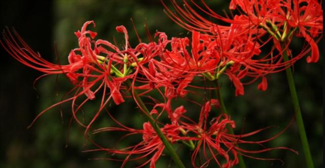 如何选时移栽彼岸花（彼岸花移栽时间、注意事项、移栽技巧）