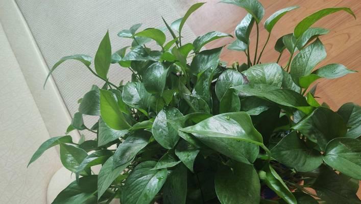 耐阴植物大全（品种齐全，适合各类环境）