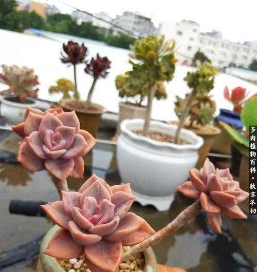 旭鹤多肉养护指南（打造多肉植物的美丽魅力）