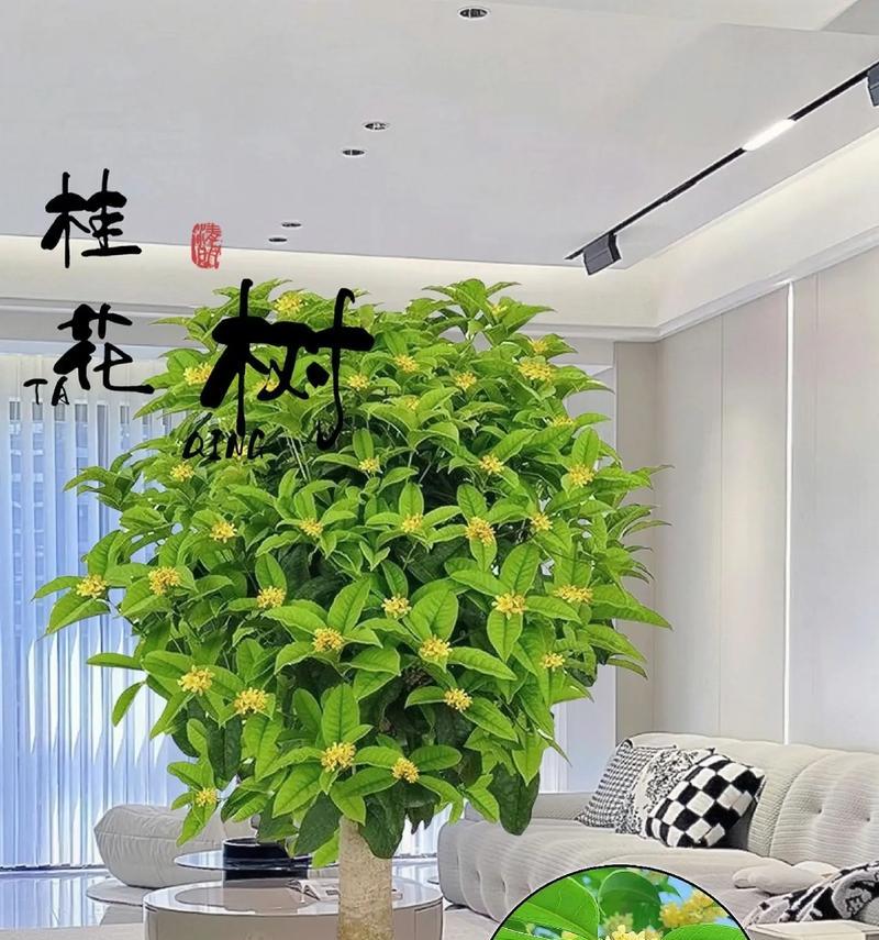 如何选择适合养花的环境——室内还是室外？（探寻适合养花的环境和生活方式）