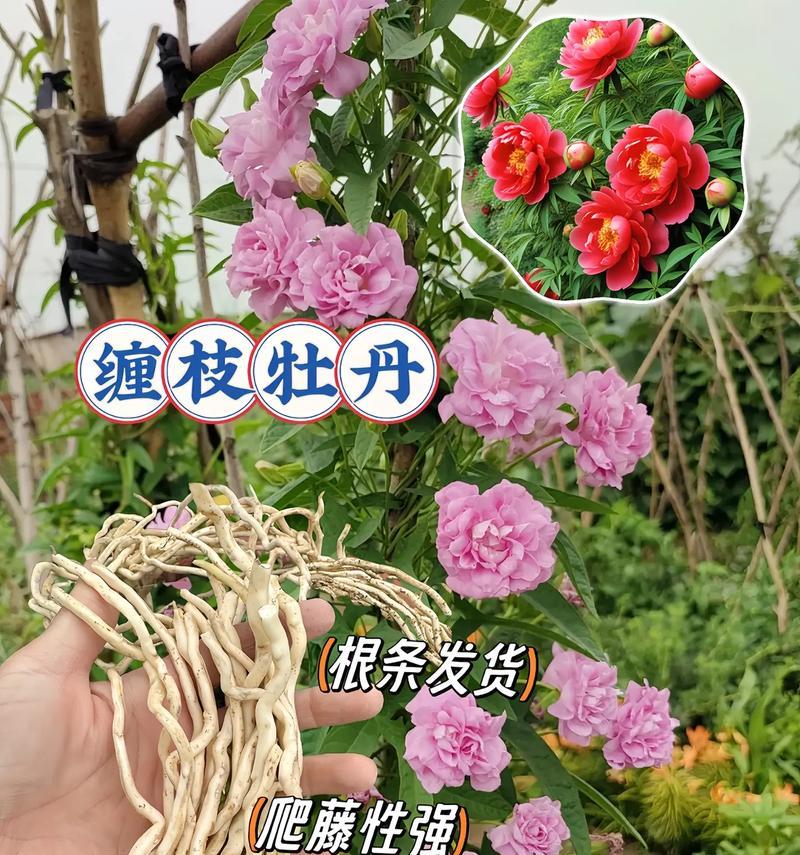藤本牡丹的生长特点（多年生的藤本牡丹）