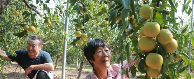 冬枣成熟时间及采摘技巧（了解冬枣成熟季节，享受最佳口感）