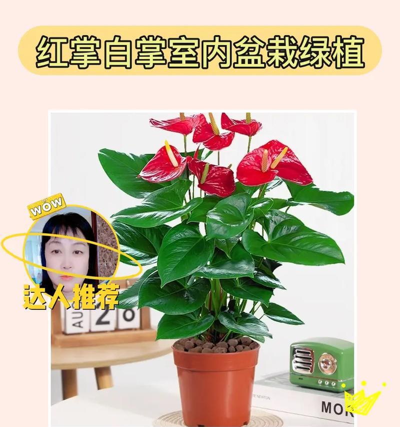 白掌摆放的风水禁忌（三个不该摆放的位置和最佳的摆放方法）