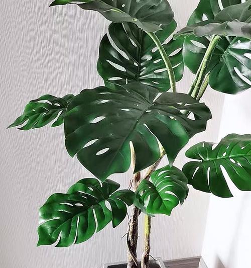 龟背竹的光照需求与生长特点（探究龟背竹的喜光与喜阴程度）