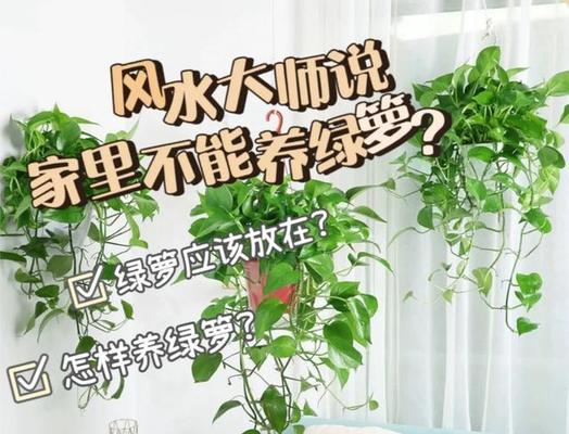 绿萝夏季养护指南（让绿萝更旺盛的8个方法）