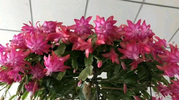 蝎子莲的种植与管理技巧（打造丰盛开花的蝎子莲花园）