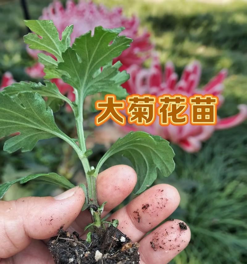四季菊花的开花时间（探秘四季菊花的开花规律及特点）